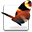 InDesign