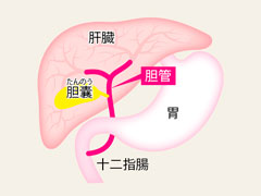 胆管