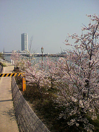 2009shinanogawa-sakura-s.jpg