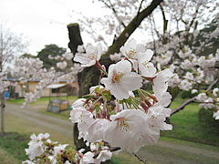 村松公園の桜-1
