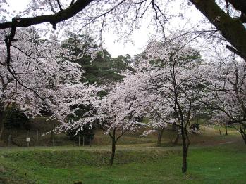 村松公園の桜-2