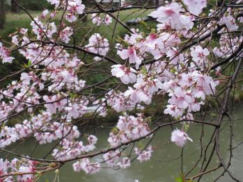 村松公園の桜-3